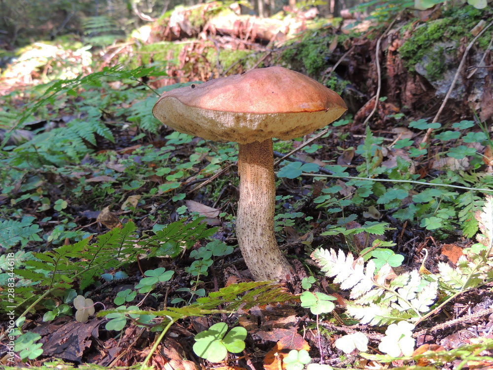 Fototapeta premium mushroom in the forest