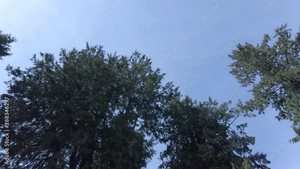 Landscape view upto the sky see many trees while walking in the park with beautiful clear blue sky in summer day in Canada Landscape view upto the sky see many trees while walking in the park with beautiful clear blue sky in summer day in Canada