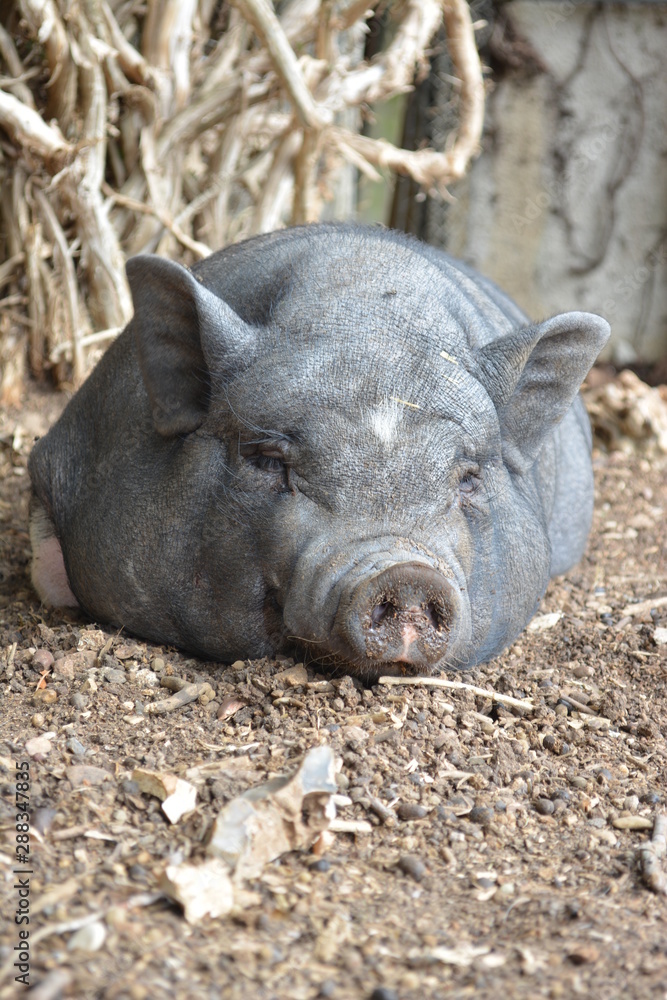 Cochon gris qui fait une sieste Cochon gris qui fait une sieste