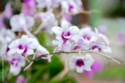 Branch of pink and purple orchid flower petal blooming close up.