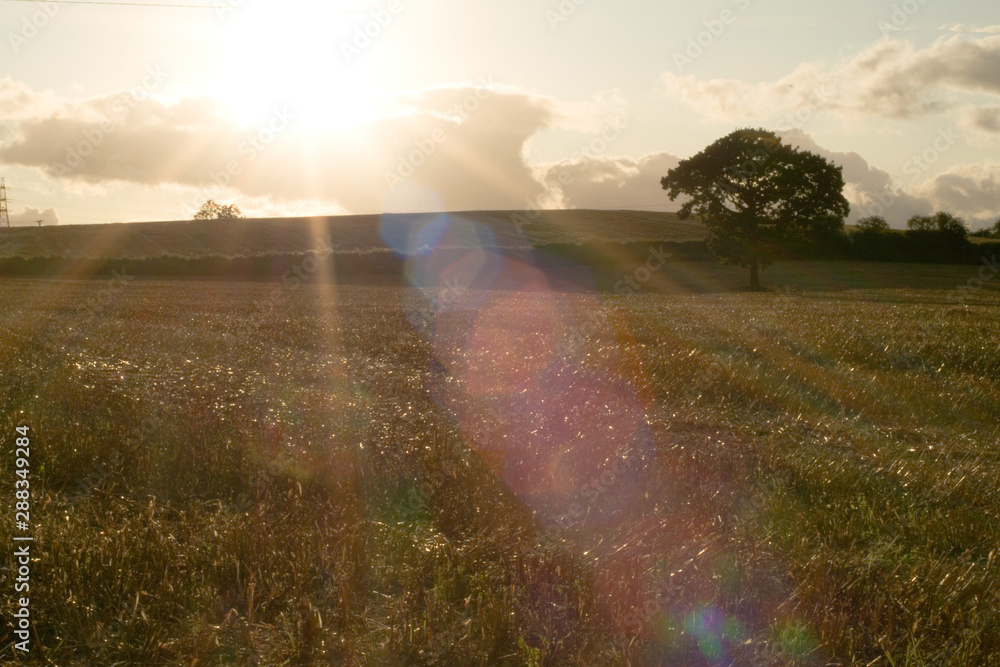 Sun setting on farmers crop field with tree landscape and sun flares Sun setting on farmers crop field with tree landscape and sun flares