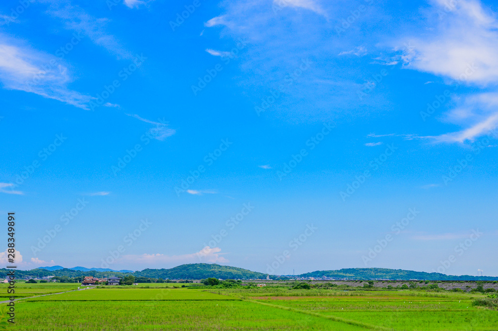 夏の青空と緑の水田