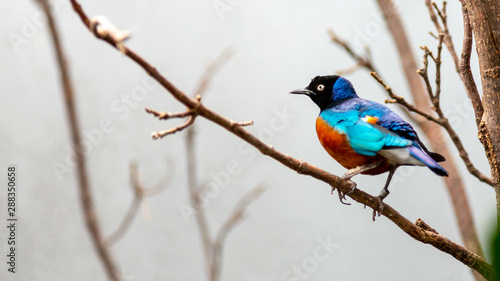 superb starling perched on a branch