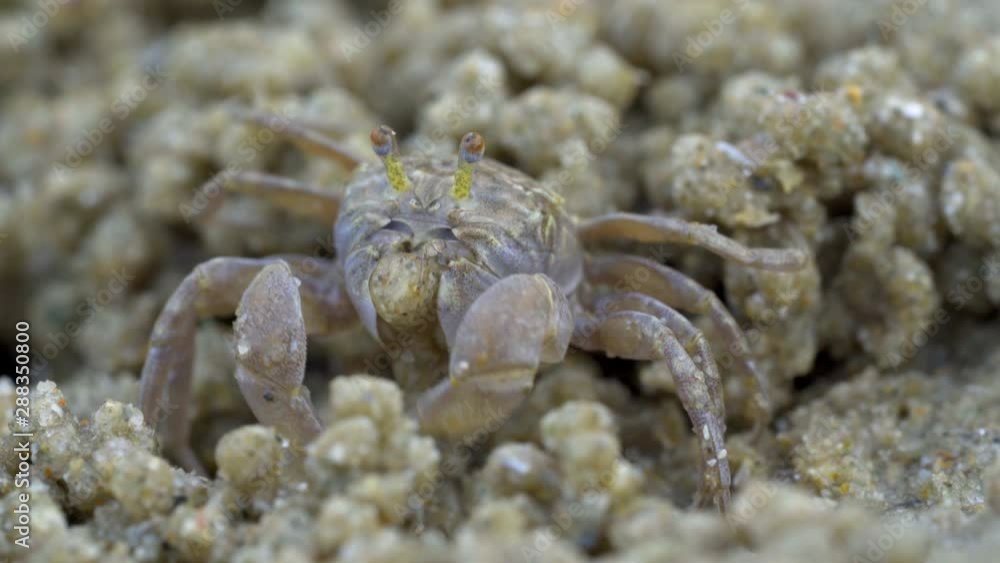 Macro of soldier crab makes balls of sand while eating. Soldier crab or Mictyris is small crabs eat humus and small animals found at the beach as food. Macro of soldier crab makes balls of sand while eating. Soldier crab or Mictyris is small crabs eat humus and small animals found at the beach as food.
