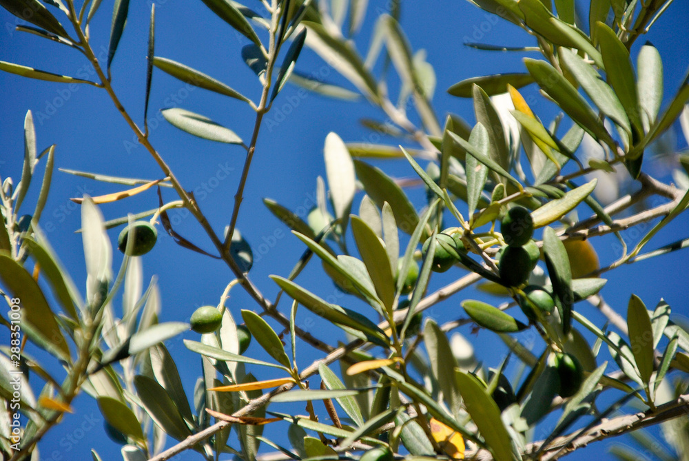 Fototapeta premium green olives on an olive tree