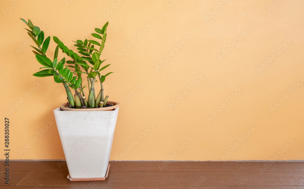 Zamiifolia with orange background Zamiifolia with orange background