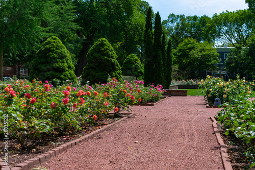 Roses and Plants at the Merrick Rose Garden in Evanston Illinois