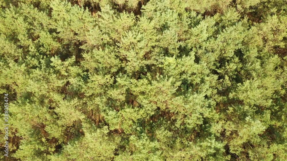 Wald Wald
