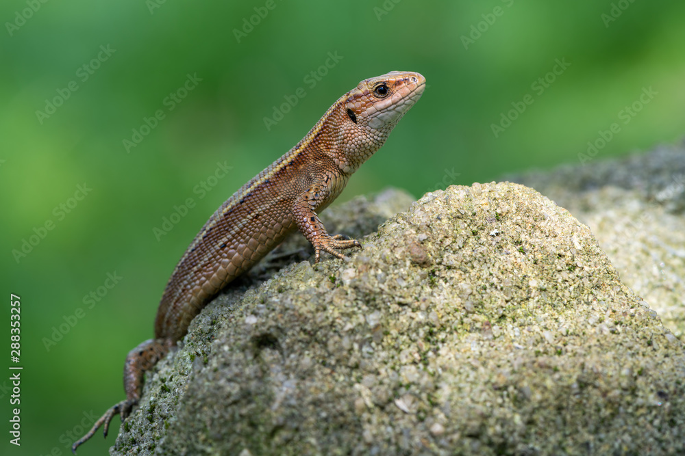 a Viviparous lizard - Zootoca vivipara a Viviparous lizard - Zootoca vivipara