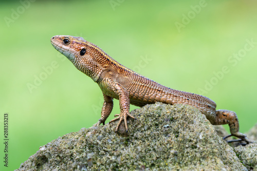 a Viviparous lizard - Zootoca vivipara