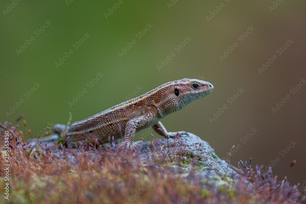 a Viviparous lizard - Zootoca vivipara a Viviparous lizard - Zootoca vivipara