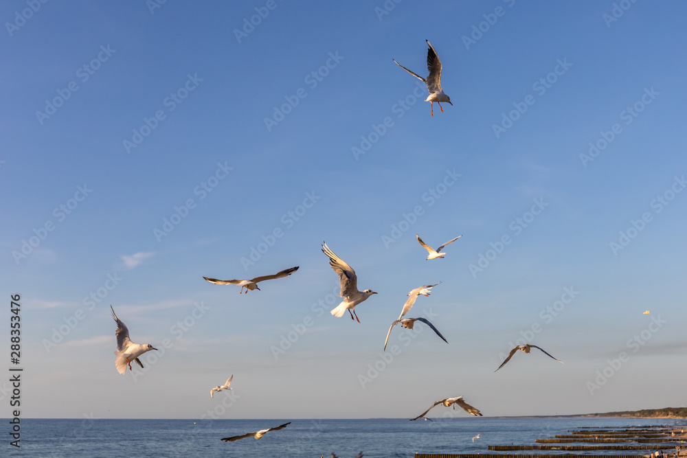 a flock of seagulls whirls in the sky above the sea and begs for food