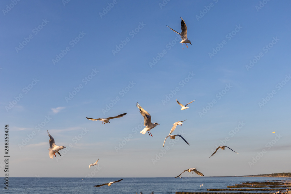 a flock of seagulls whirls in the sky above the sea and begs for food a flock of seagulls whirls in the sky above the sea and begs for food