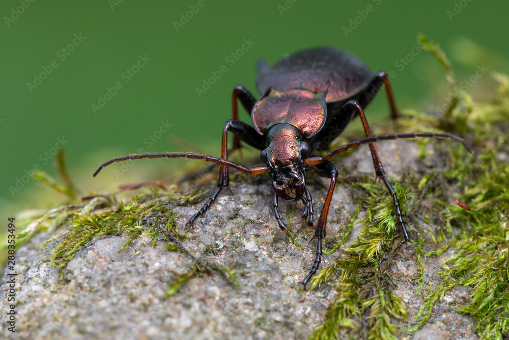 a ground beetle - Carabus linnei a ground beetle - Carabus linnei