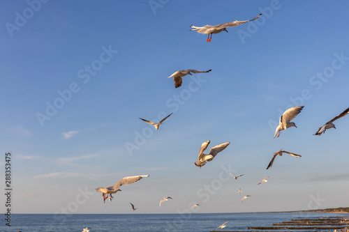 a flock of seagulls whirls in the sky above the sea and begs for food