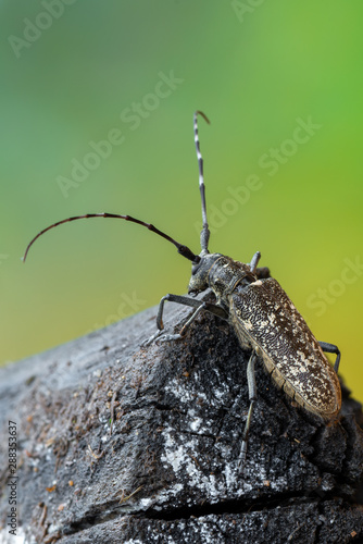 a longhorn beetle - Monochamus sartor © Marek R. Swadzba
