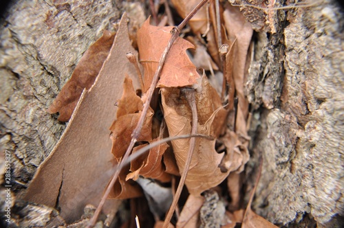 Leaves and bark upclose