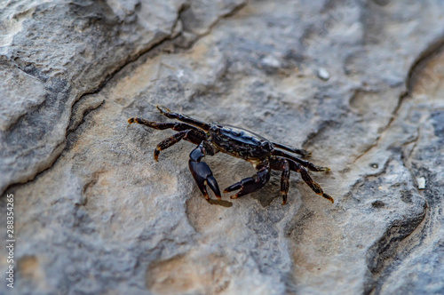 small Black crab on stone. horizontal photo.