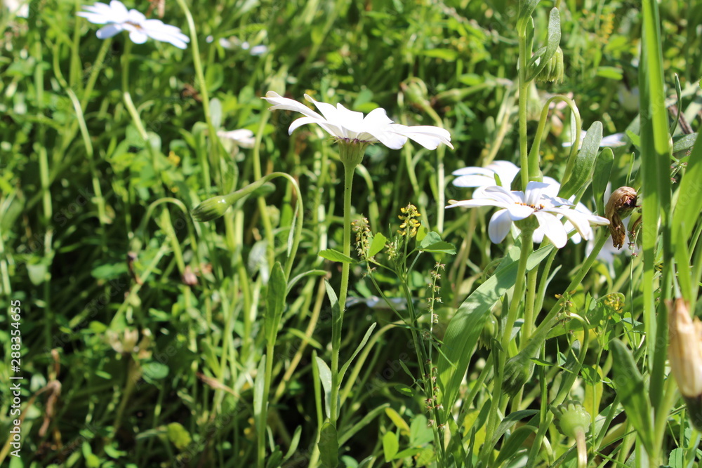 Fototapeta premium snowdrops in the forest