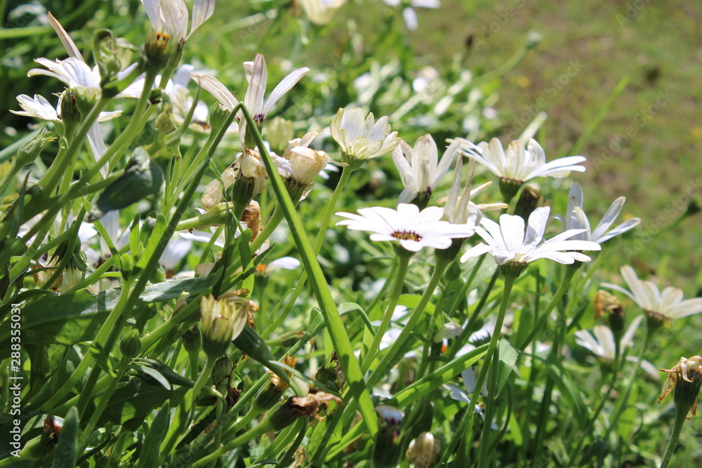Fototapeta premium white flowers in the garden