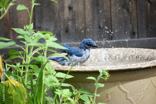 scrubjay bath photo