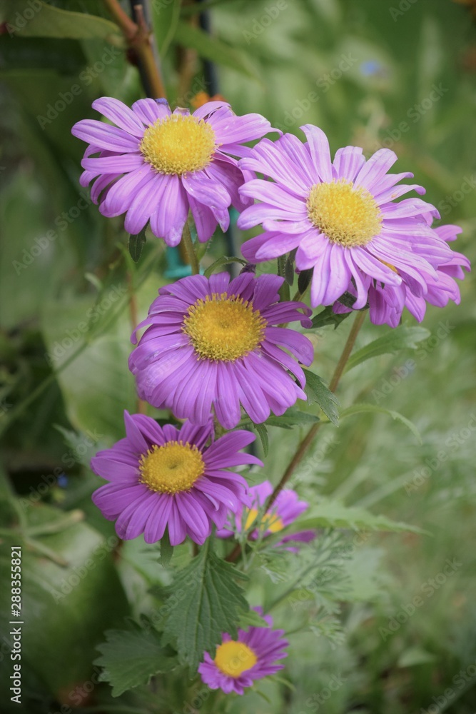 Fototapeta premium flowers in the garden