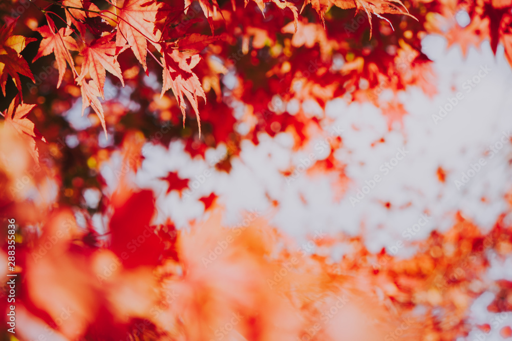 Autumn maple momiji leaf. Seasonal natural landscape in fall season. Natural background with copy space. Autumn maple momiji leaf. Seasonal natural landscape in fall season. Natural background with copy space.