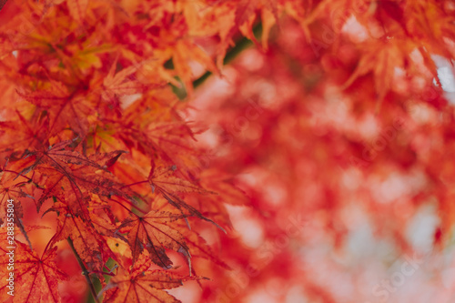 Autumn maple momiji leaf. Seasonal natural landscape in fall season. Natural background with copy space.