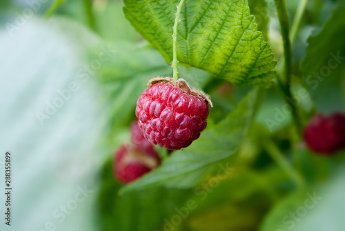 Raspberries in the garden at summer day. Eco-friendly products and healthy food concept. The background of nature. The concept of agriculture, healthy eating, organic food