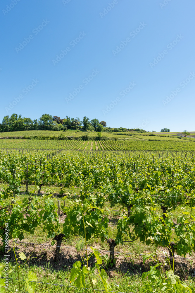 SAINT-EMILION (Gironde, France), vignes autour du village	
