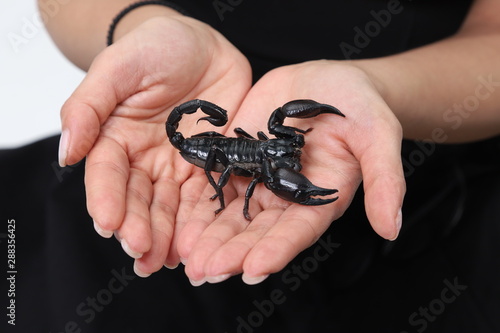 Hände in Nahaufnahme, auf denen ein Skorpion sitzt