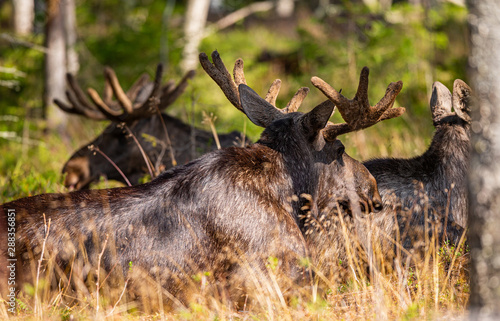 Moose in the wilderness © RobertNyholm