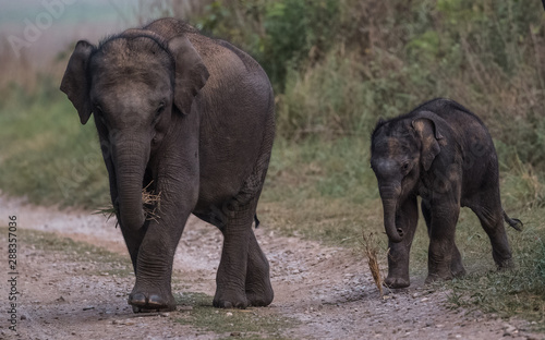Big elephant and their family in the land of Jim Corbett National Park  Uttarakhand