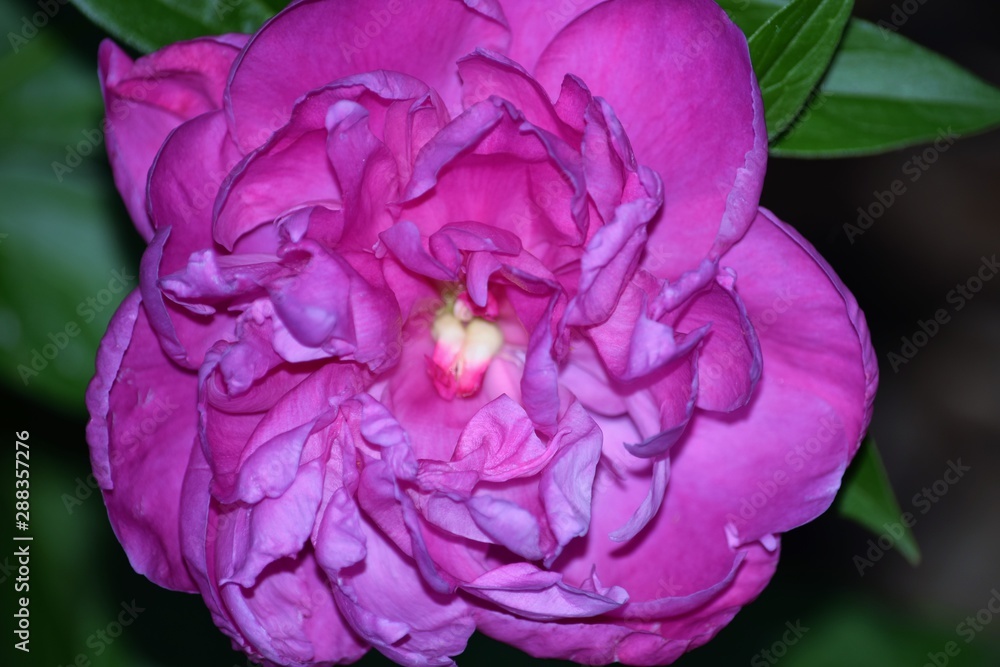 pink flower pink flower