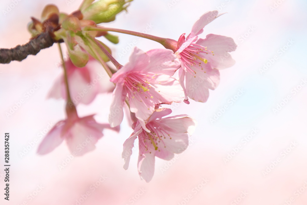 桜咲く 桜咲く