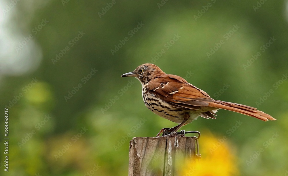 Fototapeta premium Brown Thrasher - beautiful bird