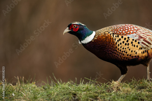 colorful Bird
