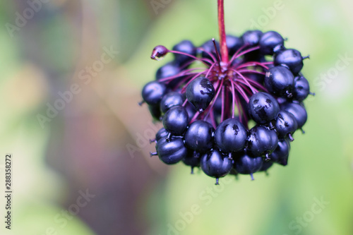 Acanthopanax Senticosus, also called Siberian Ginseng, Eleutherococcus senticosus berries are a widely used herb in traditional Chinese medicine. Close up image with blurred background. Space for text
