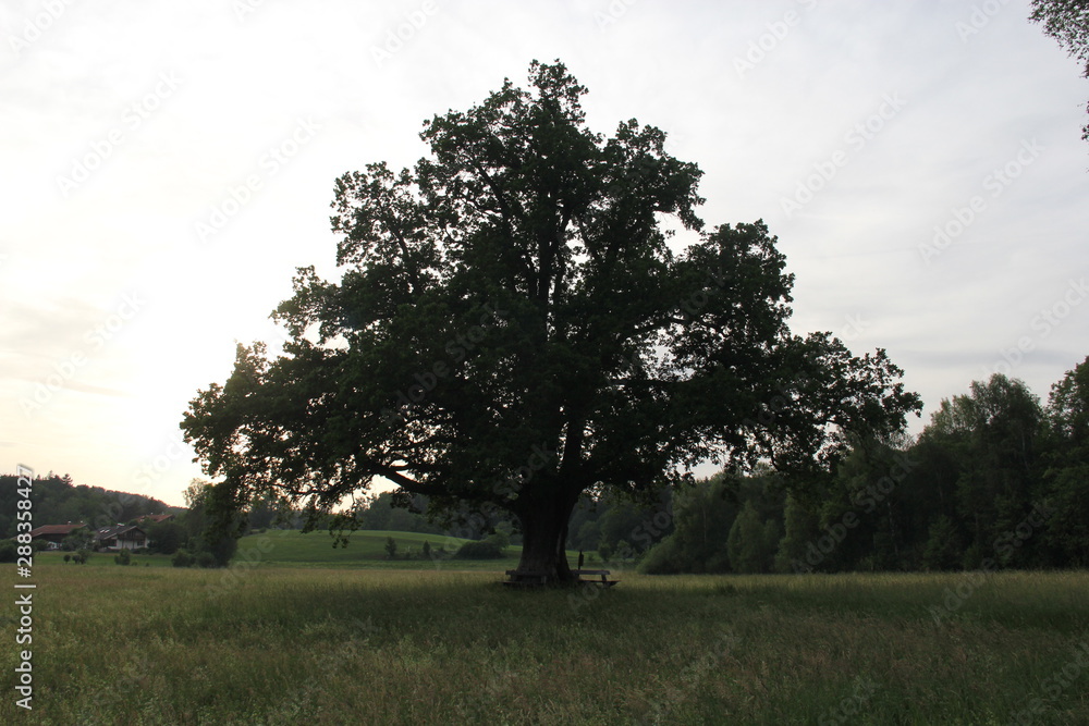 Obraz premium Big tree