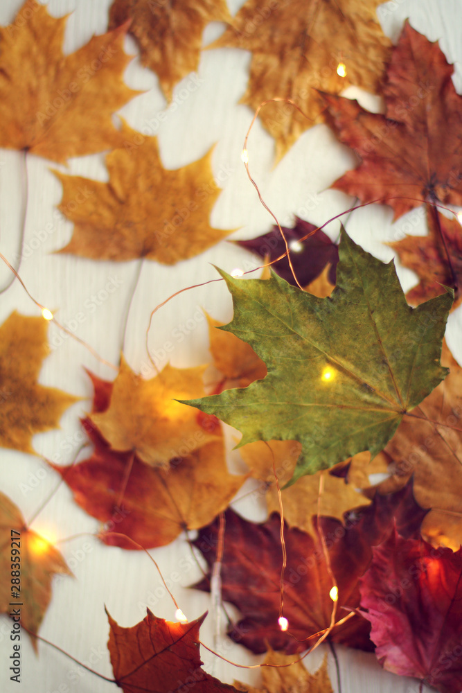 many fallen maple leaves in the lights of a luminous garland. celebrate autumn weekend many fallen maple leaves in the lights of a luminous garland. celebrate autumn weekend