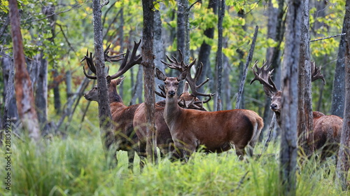 Beautiful Red Deer in rut