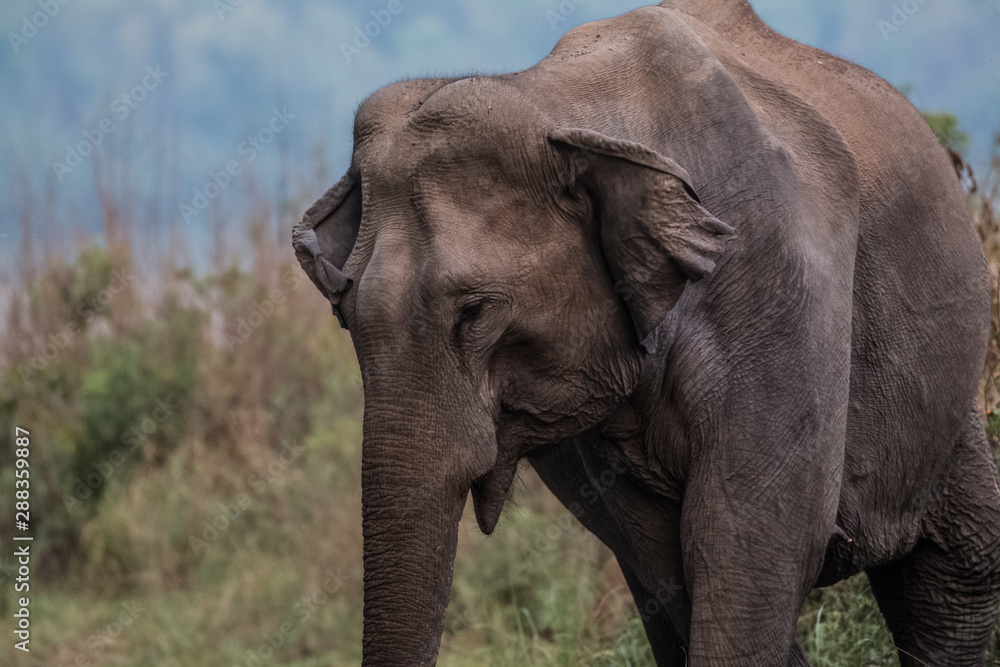 Fototapeta premium Big elephant and their family in the land of Jim Corbett National Park, Uttarakhand