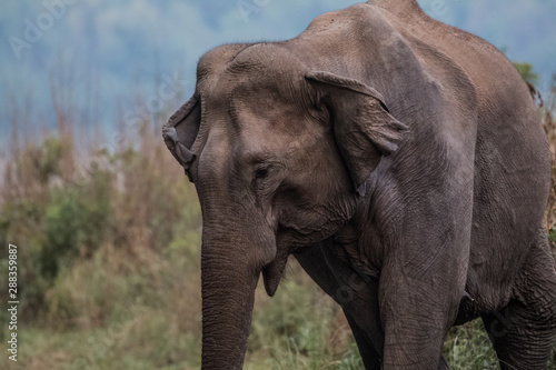 Fototapeta Naklejka Na Ścianę i Meble -  Big elephant and their family in the land of Jim Corbett National Park, Uttarakhand
