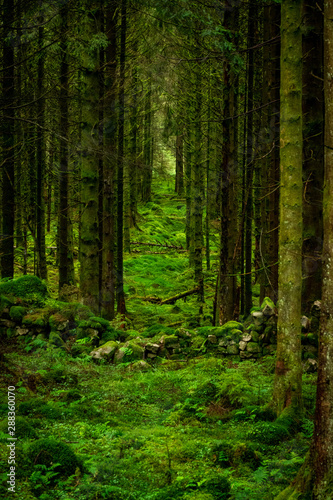 Scottish forest with lines of trees