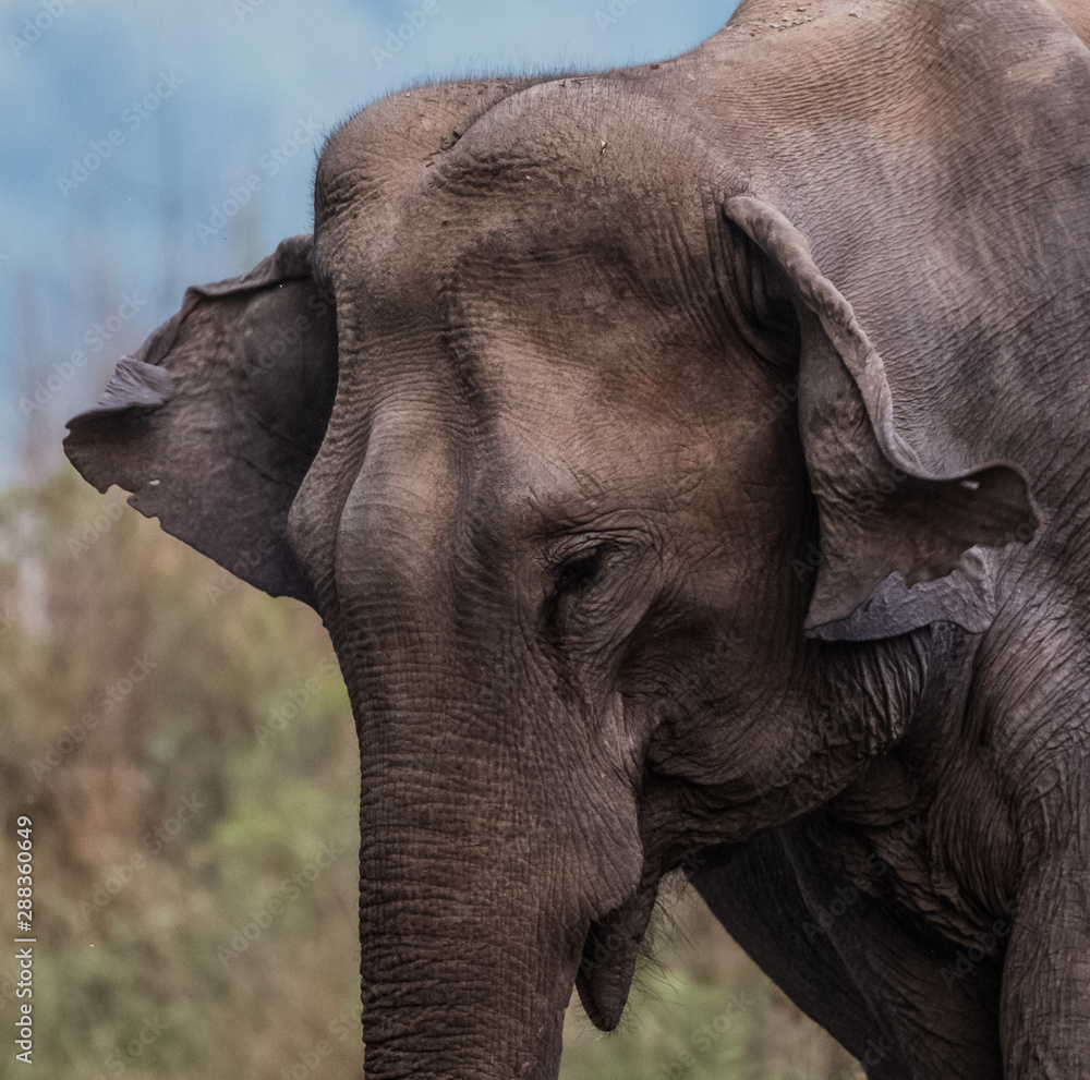 Naklejka premium Big elephant and their family in the land of Jim Corbett National Park, Uttarakhand