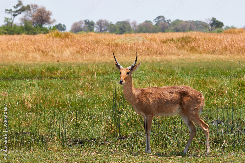 Common reedbuck in the savannah of Botswana