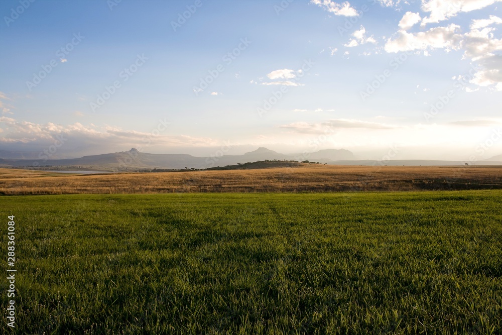 The view of a meadow with Drakensberg in the background