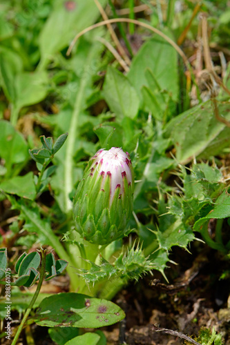 Stängellose Kratzdistel (Cirsium acaulon) - dwarf thistle photo