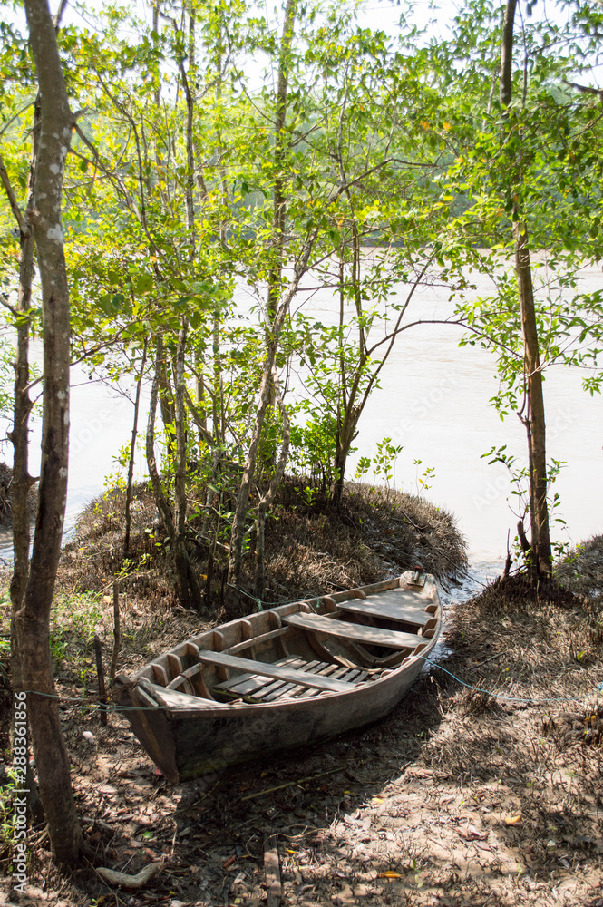 trees in mangrove