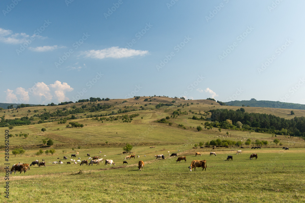 idyllic scene of a herd of cows grazing